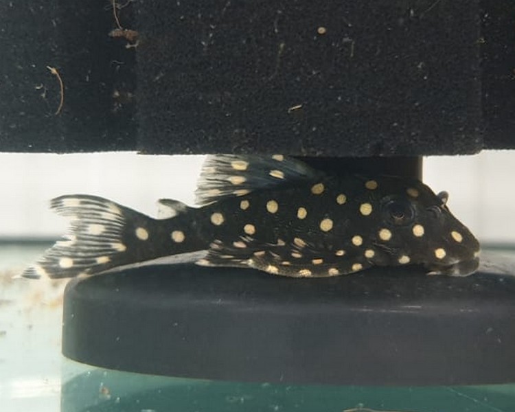 blue phantom pleco for sale uk Dwarf White Spotted Hypancistrus sp. L471 ~ 3-4cm